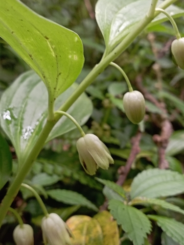 evergreen Solomon's seal (Disporopsis pernyi)