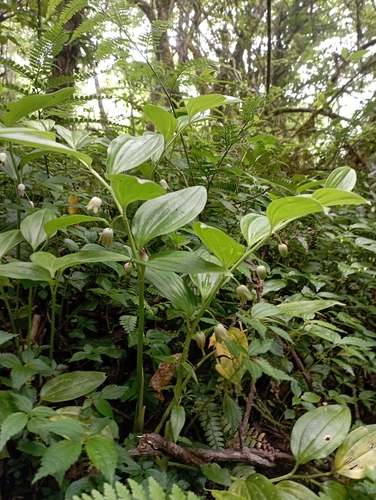 Disporopsis pernyi, photograph 3