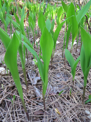 Convallaria majalis