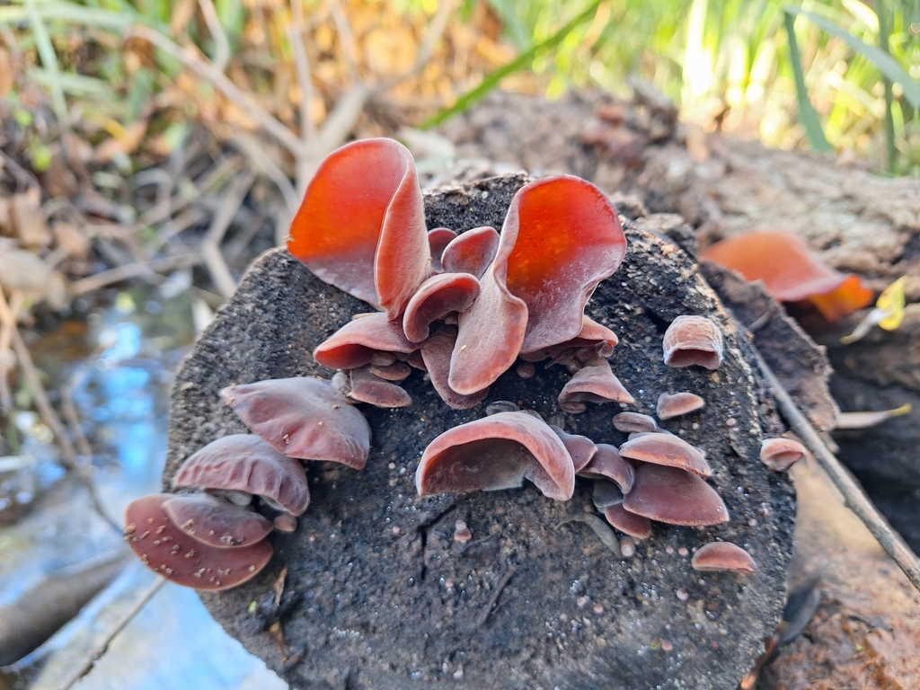 Auricularia fuscosuccinea · April 2024 · photo: © rocio_pose (iNaturalist, cc-by)
