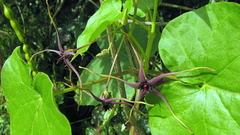 Oxypetalum harleyi