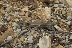 Podarcis melisellensis