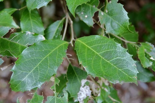 Homalium circumpinnatum, 2024-05-20