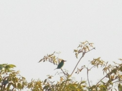 Black-banded Barbet (Psilopogon javensis), photo 5