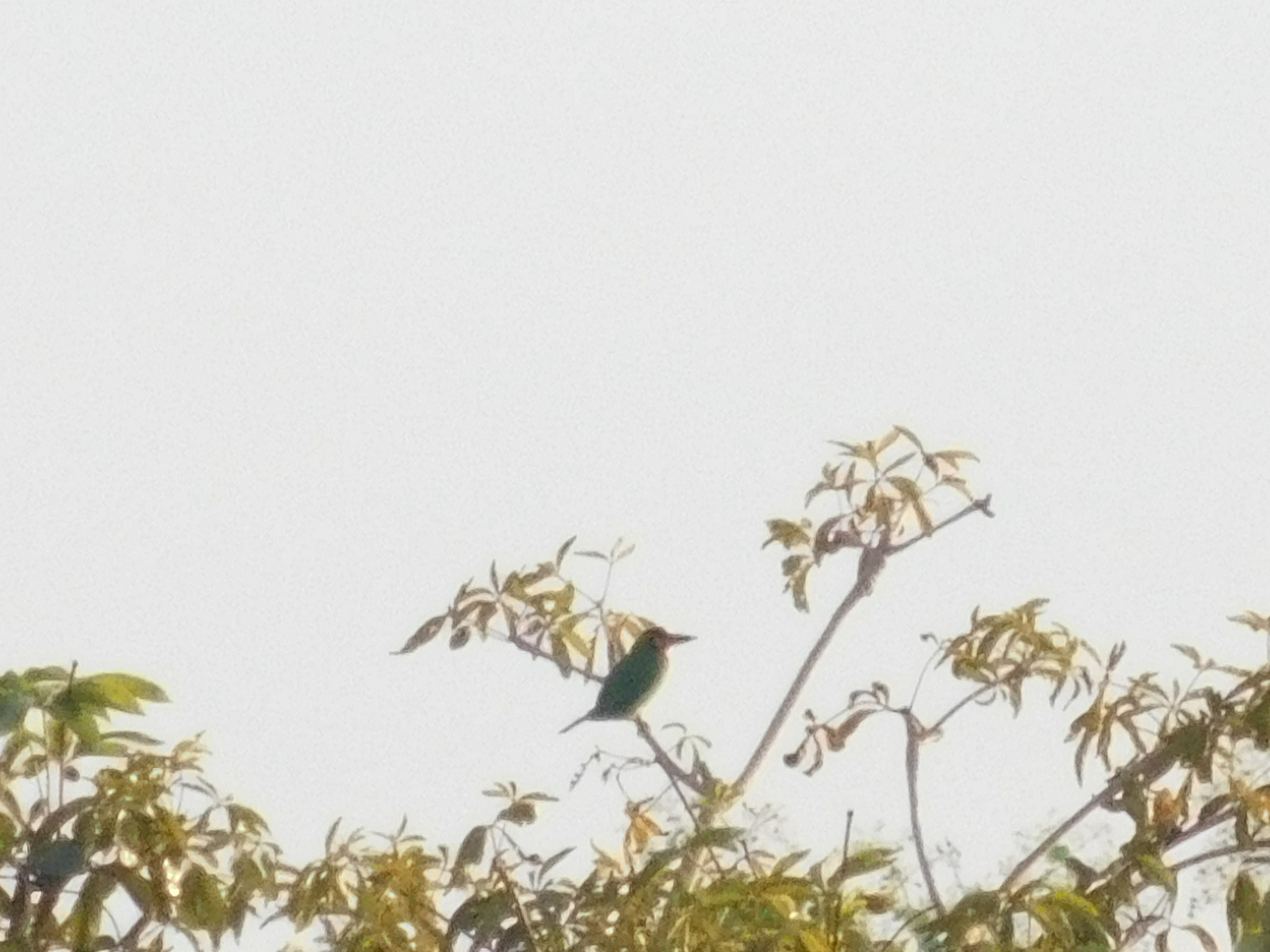 Black-banded Barbet (Psilopogon javensis), photo 5