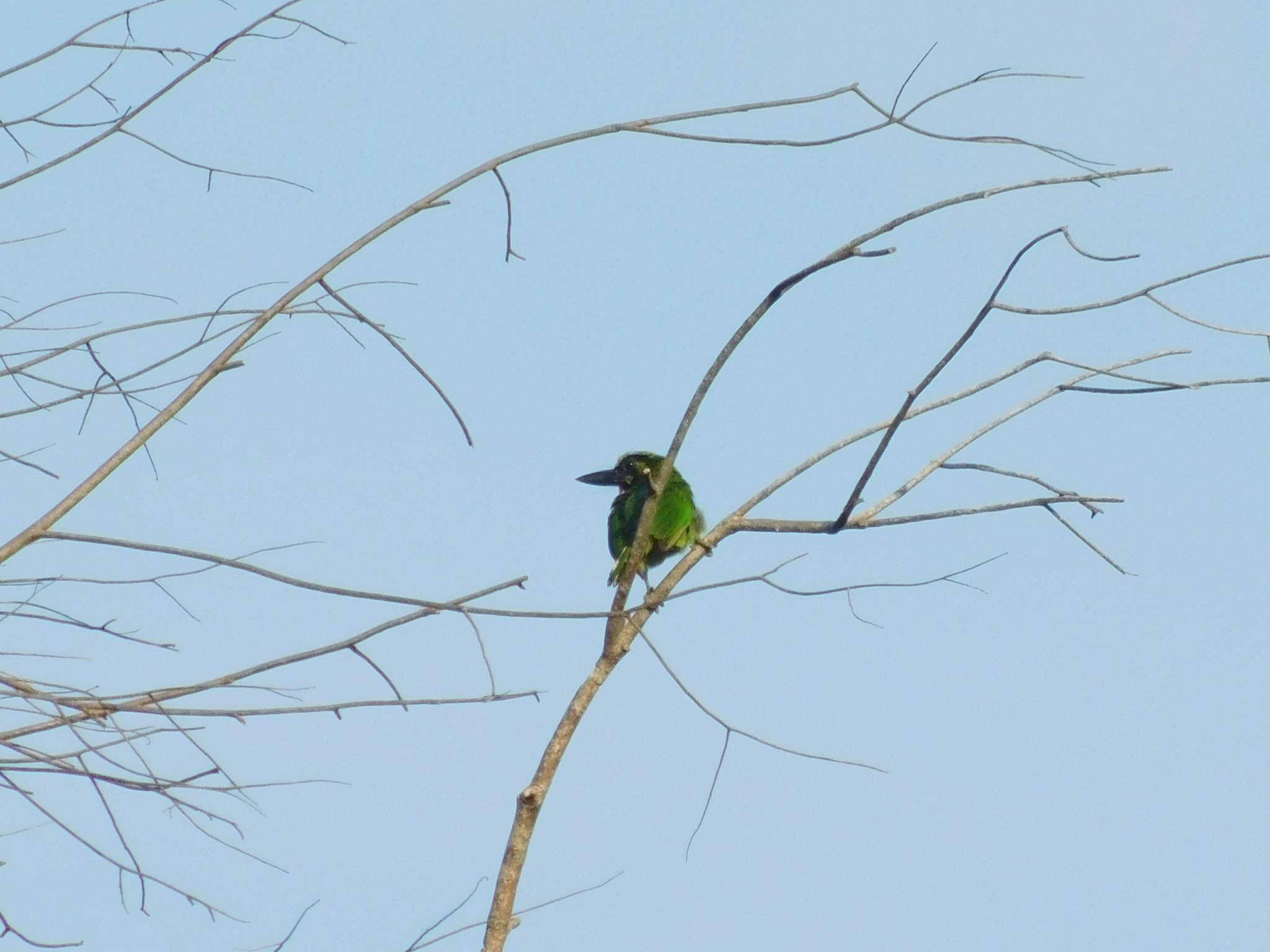 Black-banded Barbet (Psilopogon javensis), photo 7