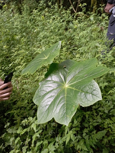 Image of Dysosma pleiantha by (c) jimmy, some rights reserved (CC BY)