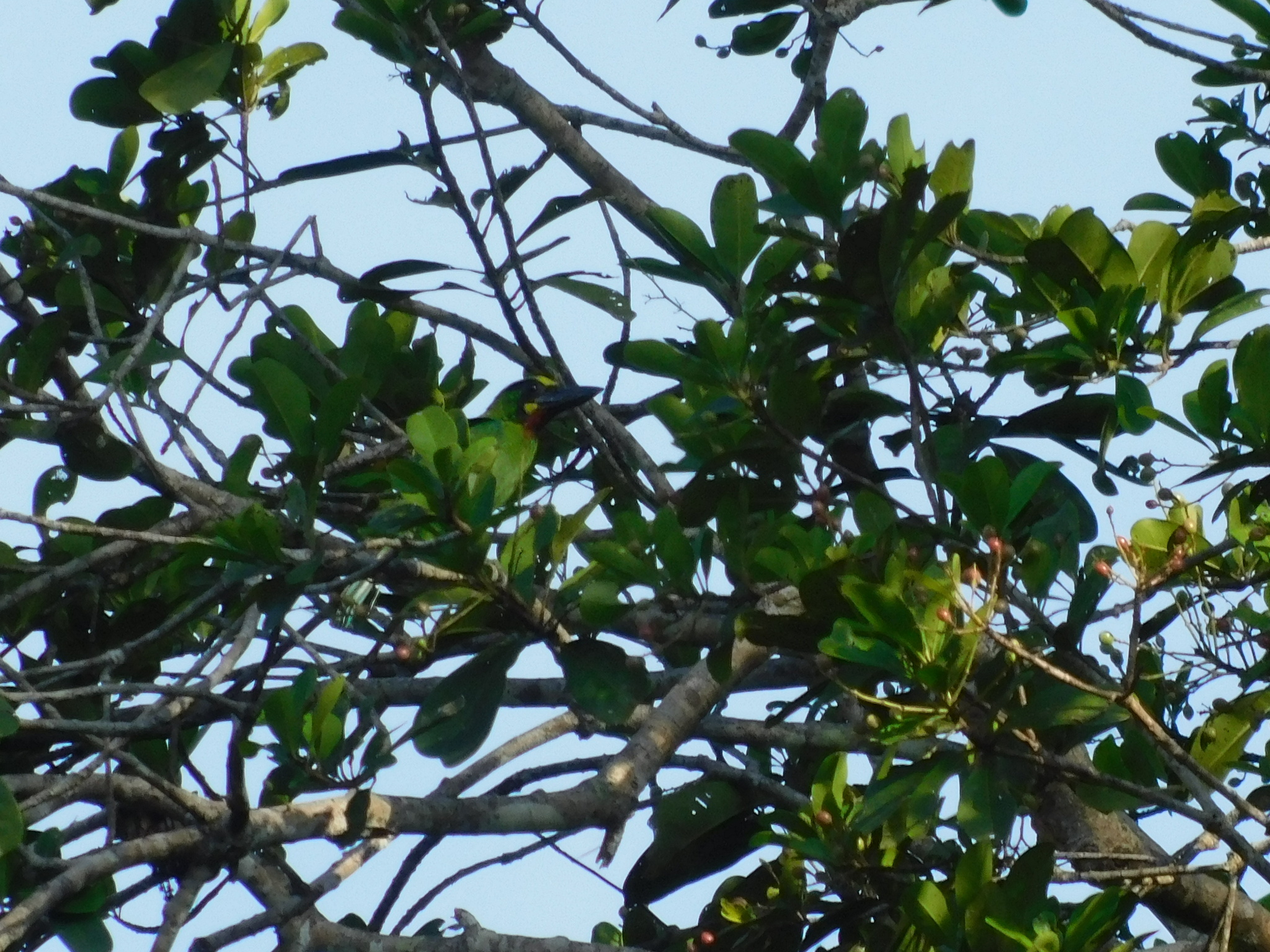 Black-banded Barbet (Psilopogon javensis), photo 6