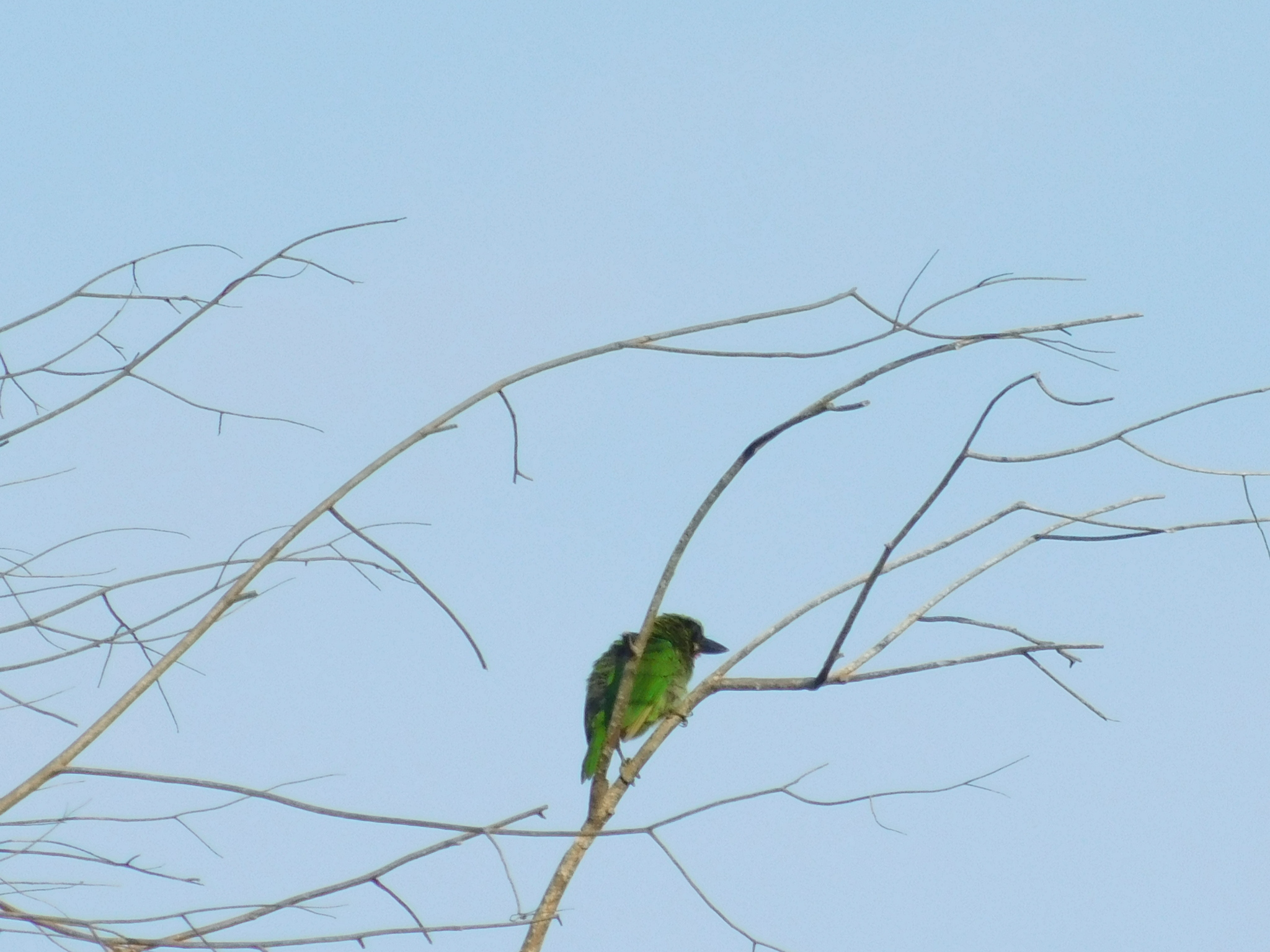Black-banded Barbet (Psilopogon javensis), photo 8