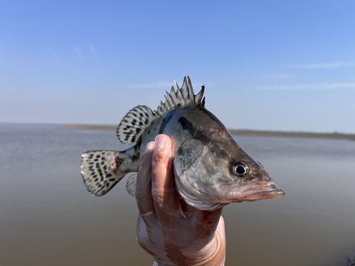 Chinese bass (Siniperca chuatsi) — Sinipercidae