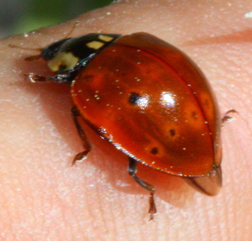 iNaturalist observation photo of Flying Saucer Lady Beetle