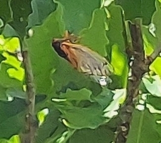 Cassin's 13-Year Cicada photo 6
