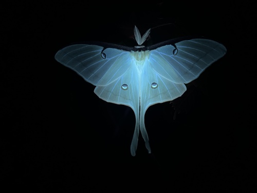 Luna moth