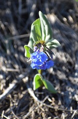 Mertensia oblongifolia