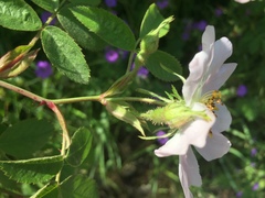 Rosa tomentosa