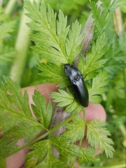 Melanactes densus