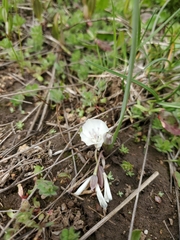 Calochortus minimus