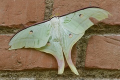 Actias selene