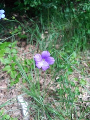 Linum narbonense