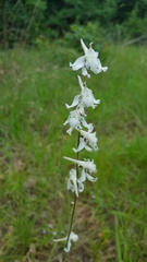 Delphinium carolinianum virescens