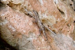 Anolis ustus
