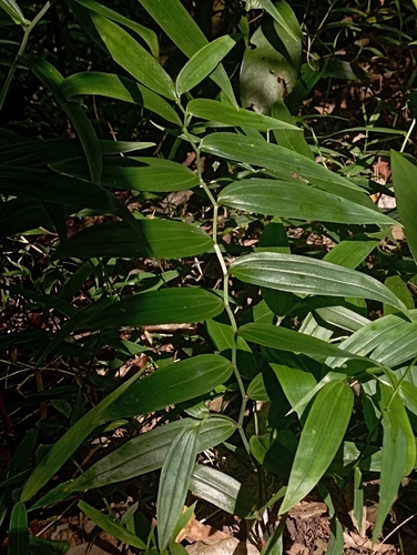 Disporum shimadae (Disporum shimadae)