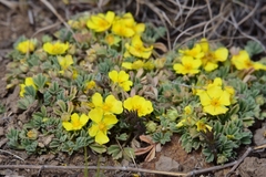 Potentilla acaulis