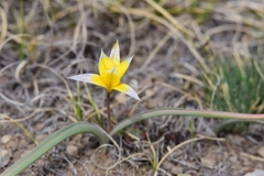 Tulipa