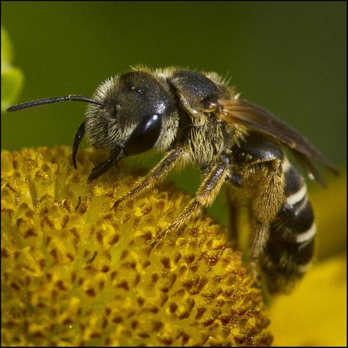 Poey's Furrow Bee
