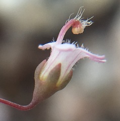 Nemacladus secundiflorus robbinsii