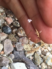 Nemacladus secundiflorus robbinsii