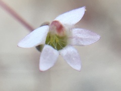 Nemacladus secundiflorus robbinsii