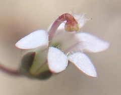 Nemacladus secundiflorus robbinsii