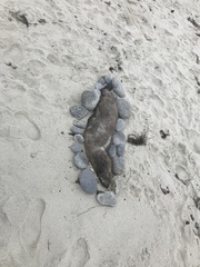 Arctocephalus townsendi