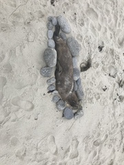 Arctocephalus townsendi