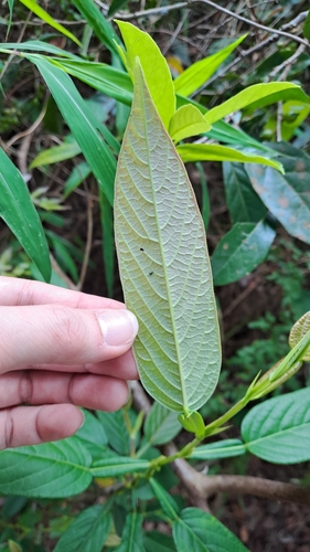 Image of Tadehagi triquetrum by (c) CYL, some rights reserved (CC BY)