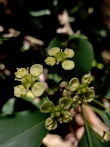 Euonymus carnosus iNat (1)