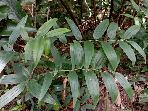 Disporum shimadae (Disporum shimadae)