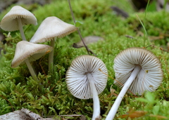 Mycena niveipes