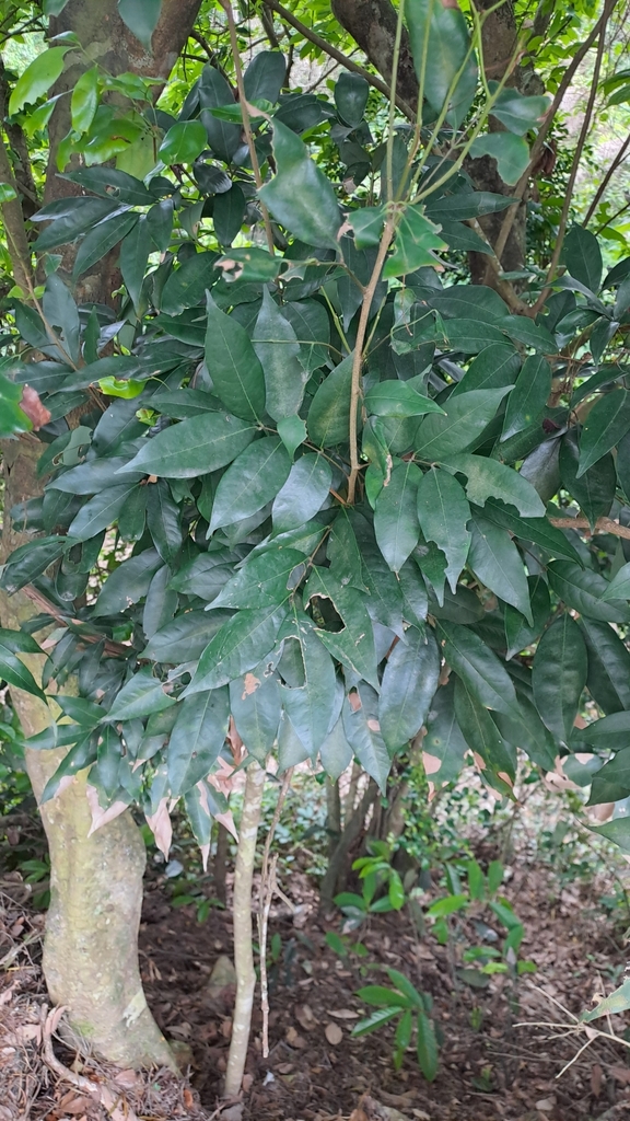 Litchi chinensis, 香港鹿頸