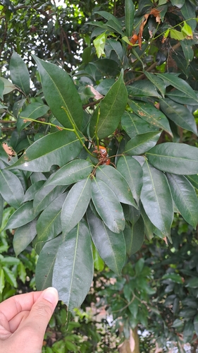 Litchi chinensis