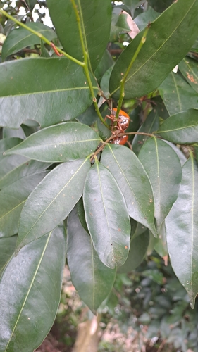 Litchi chinensis