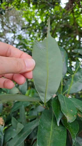 Litchi chinensis