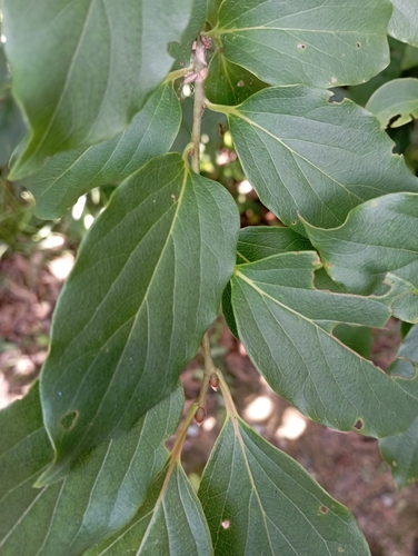 Diospyros oldhamii, photograph 4