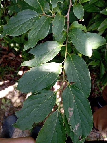 Diospyros oldhamii, photograph 5
