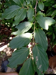 Diospyros oldhamii, photograph (c) jimmy, some rights reserved (CC BY)