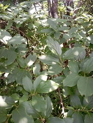 Diospyros oldhamii, photograph (c) jimmy, some rights reserved (CC BY)