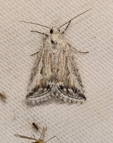 Leucocnemis variabilis