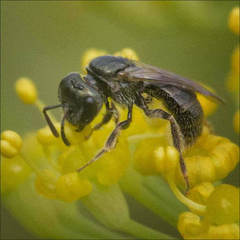 Lasioglossum imitatum