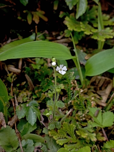 Stimpsonia chamaedryoides, photograph 5